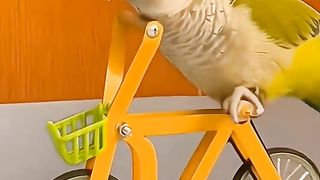 video funny animal part 1