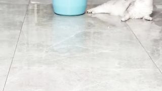 my cat is my favorite 17
