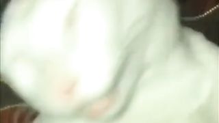 video funny animal part 2