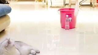 my cat is my favorite 19