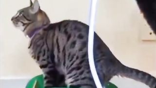 my cat is my favorite 20