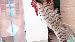 my favorite morning exercise