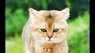 my favorite gemoi