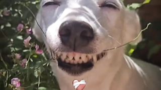 funny funny lucu66