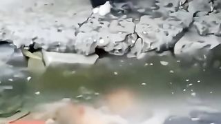 the cat is hungry
