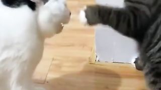 my cat is having fun