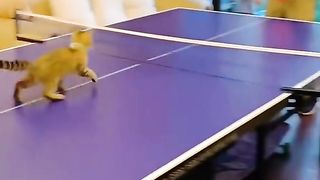 My cat wants to play too