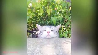 funny pet 3