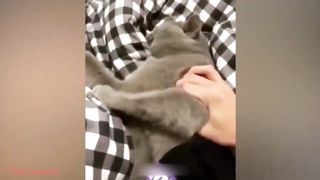 funny animal pet