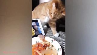 funny pet videos 2