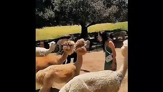 video funny animal part 3