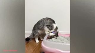 Funny-raccolta di animali divertenti