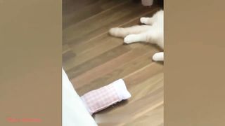 Funny Animals - raccolta di animali divertenti 1