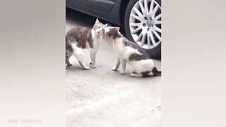 funny moment animals