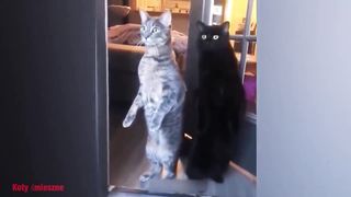 New Funny Animals ???? Funniest Cats and Dogs Videos ???????? 21