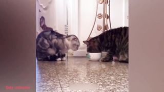 New -Funny Animals-Funniest Cats and Dogs Videos