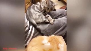 Best Funny Animal Videos Of The 2023 7