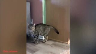 Funniest Cats And Dogs Videos 7