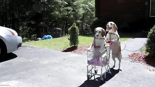 Funny Dogs 4