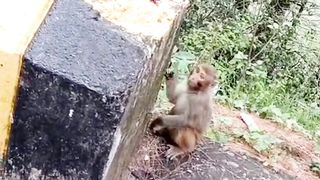 Mischief monkey