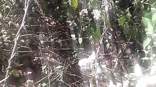 Animal lovers 726