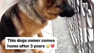 The Love of a dog is unconditional
