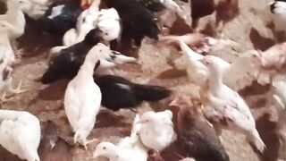 Ayam joper