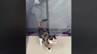 compilation of funny cats