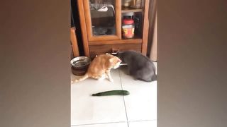 Funny Animals Compilation 3
