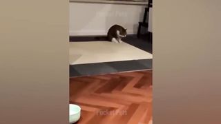 compilation of funny cats and Dogs-2????