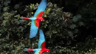 The beautiful bird is flying 2