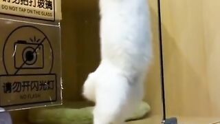 my cat is dancing