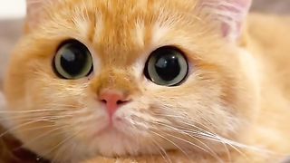 my cat is my favorite 23