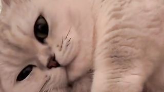 my cat is my favorite 24