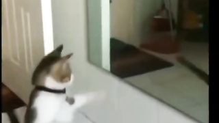 my cat is my favorite 25