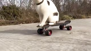 my cat is my favorite 26