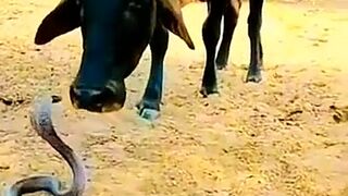 Cow and snake???????