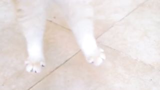 my cat is my favorite 30