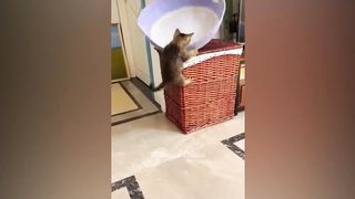 Essayer De Ne Pas Rire ???? Meilleurs Chats et Chiens Drôles ???????? Partie 19 | Animaux Drôles