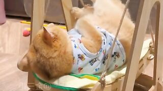 my cat is my favorite 32