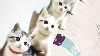 my cat is my favorite 33