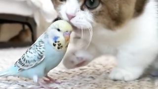 my cat is my favorite 34