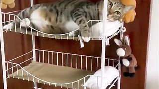 my cat is my favorite 35
