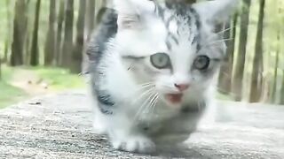 my cat is my favorite 36
