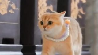 my cat is my favorite 37