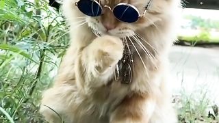 my cat is my favorite 40