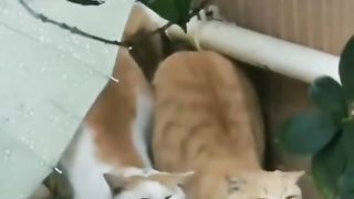my cat is my favorite 41