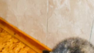 Funny Cat Eats Bacon #cat #funny #funnycats #funnyvideo #shortvideo #short #shorts #reels