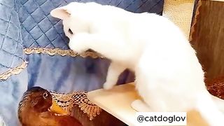 my cat is my favorite 43