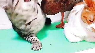 my cat is my favorite 44